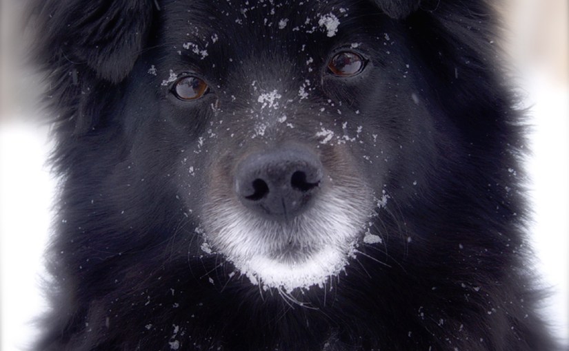 Cassie in the&nbsp;Snow