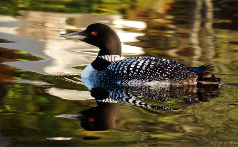 The Great Northern&nbsp;Diver